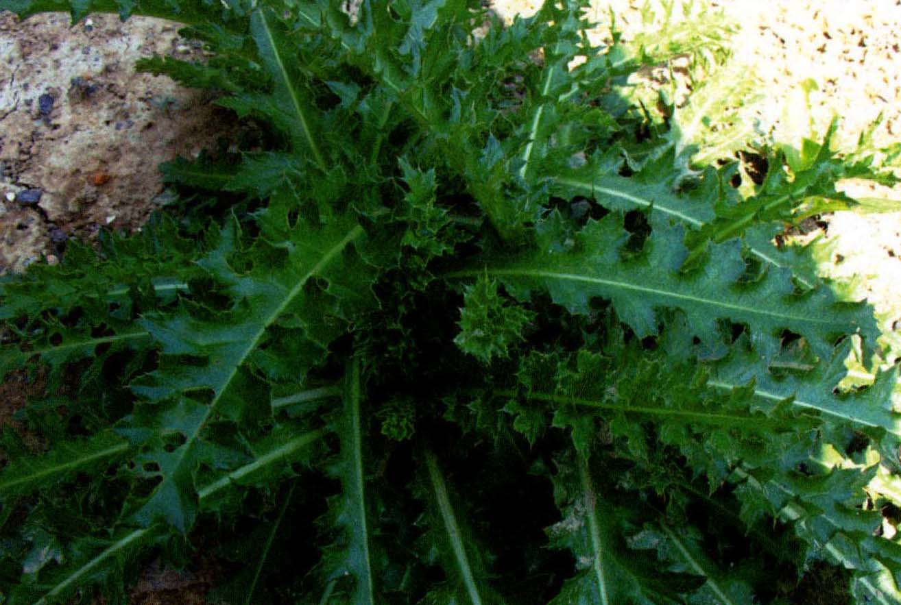 45.大薊